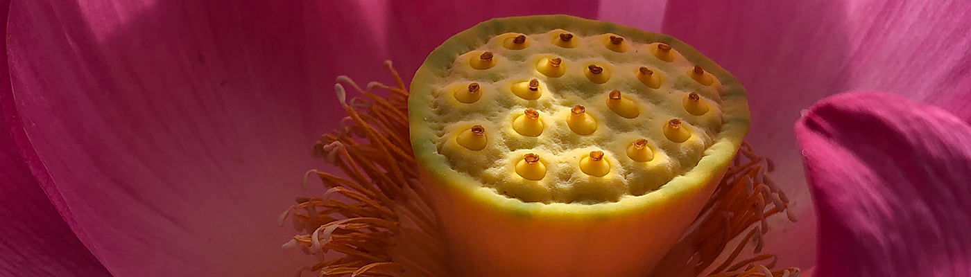 Lotus flower